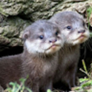 Meet your Posher, Panama